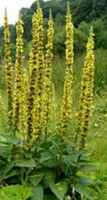 Agrimony plant