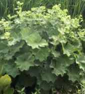 alchemilla plant