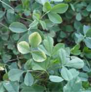 alfalfa plant
