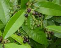 allspice plant