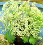 anise plant