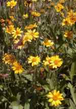 arnica plant