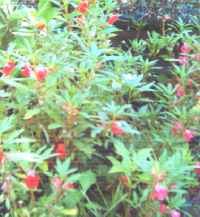 garden balsam plants