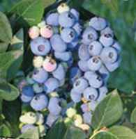 bilberry plant
