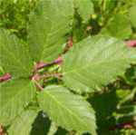 blackberry leaf