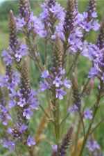 blue vervain plant