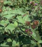 burdock plant