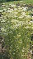 caraway plant