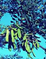 carob tree