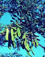 carob tree