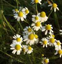 chamomile plant roman