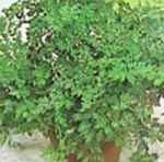 chervil plant