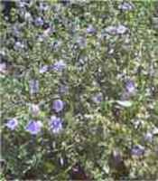 chicory plants