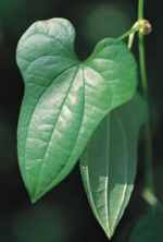 chinese yam plant