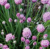 chives plant