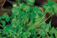 cilantro plant