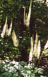 black cohosh plant