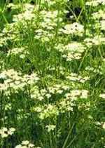 cumin plant