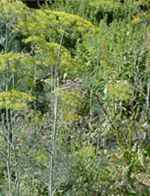 dill plant