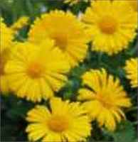 doronicum plant