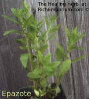 Chenopodium ambrosioides Epazote Mexican Tea