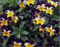 heartsease plant