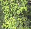 hops plant