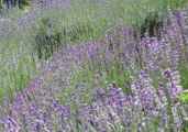 lavender plants