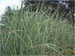 lemon grass plant