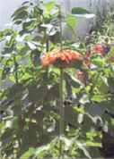 leonotis plant