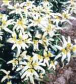 edelweiss plant
