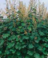 macleaya plant