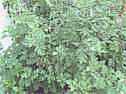 mugwort plant