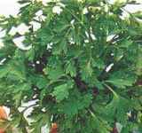 hamburg parsley plant