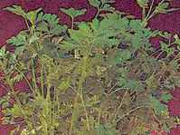 plain leaf parsley plant