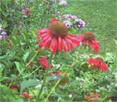 red monarda plant