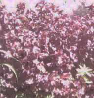 shiso plant