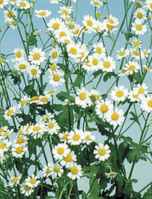 single feverfew plant