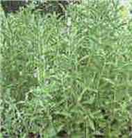 stevia plants