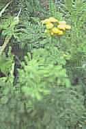 tansy plant