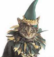 witch cat collar pet costume