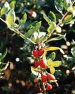 wolfberry plant